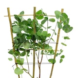 thumbnail of Eukalyptus - Eucalyptus gunnii - Höhe ca. 50 cm, Topf-Ø 12 cm