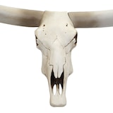 thumbnail of Décoshop26 - Déco crâne de vache tête de taureau trophée longhorn mural en polyrésine 103x43x11cm 04_0002819