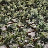 thumbnail of Celosía Ext. Mimbre-Hojas de Ciprés 100x200 cm Novedad 2023