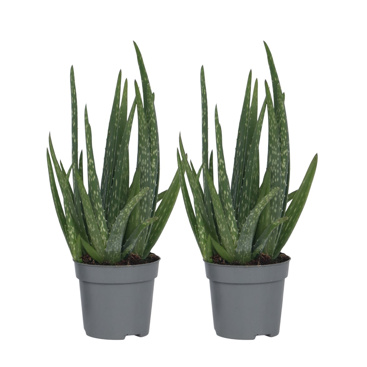 Aloès - Aloe barbadensis Set de 2 Hauteur 25-40cm