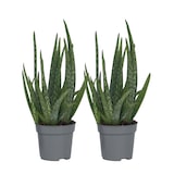 thumbnail of Aloès - Aloe barbadensis Set de 2 Hauteur 25-40cm
