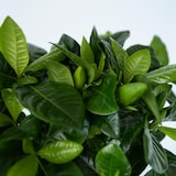 thumbnail of Kaapse Jasmijn - Gardenia Jasminoides Hoogte 20-30cm