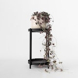 thumbnail of Ceropegia linearis Woodii - Leuchterblume Höhe 20-30cm