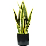 thumbnail of King Home Pianta Sansevieria in polietilene 12 foglie verde