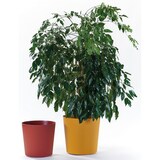 thumbnail of EURO3PLAST Blumentopf Fyre Ø 40 cm mango