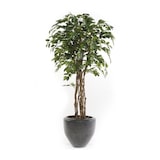 thumbnail of Árbol ficus acabado ECO. Tronco natural. Altura 175 cm y 1008 hojas