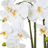 thumbnail of CREATIV green künstliche Pflanze Phalaenopsis, 41 cm