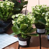 thumbnail of HERMA Folienetikett 4573 66x33,8mm weiß 480 St./Pack.