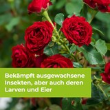 thumbnail of Protect Garden Lizetan Zierpflanzen & Rosenspray  AF 500 ml