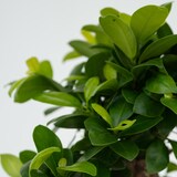 thumbnail of Bonsai - Ficus Ginseng Topf Höhe 30-40cm