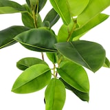 thumbnail of Pianta Ficus Elastica 140 Cm