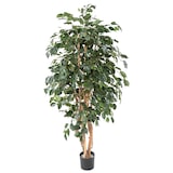 thumbnail of VERT ESPACE plante artificielle ficus exotica 180 CM