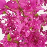 thumbnail of LIGNE DÉCO Bougainvillier artificiel fuchsia 175cm
