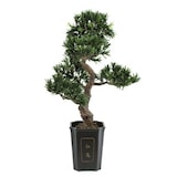 thumbnail of EUROPALMS Bonsai Podocarpus, Kunstpflanze, 80cm