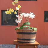 thumbnail of Jinfa Blumenkübel aus Kunststoff im Eichenfass-Design | hellbraune Holzoptik Stil 2 | Ø 36cm x 25cm