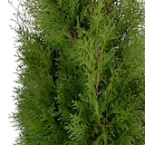 thumbnail of Lebensbaum `Smaragd` C5 - Thuja occidentalis smaragd - Höhe ca. 100-120 cm