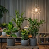 thumbnail of Areca, Chamaedorea, Coffea, Musa - Trendige Zimmerpflanzenmischung 4er Set Höhe 25-40cm