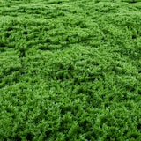 thumbnail of Rollo Jardin Vertical Moss 100 X 100