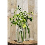 thumbnail of 6x Melkfles Glas - Glazen Fles met Kurk - Ø7 x H21 cm - 500ml