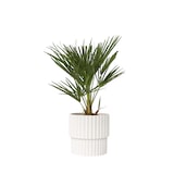 thumbnail of Dwergpalm - Chamaerops Humilis Hoogte 50-60cm
