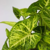 thumbnail of Plantes d'interieur - Mélange de 3 Hauteur 25-40cm