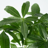 thumbnail of Geldboom - Pachira Aquatica Hoogte 60-70cm
