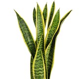 thumbnail of 2er-Set Bogenhanf - Sansevieria trifasciata 'Laurentii' - Höhe ca. 65 cm, Topf-⌀ 17 cm