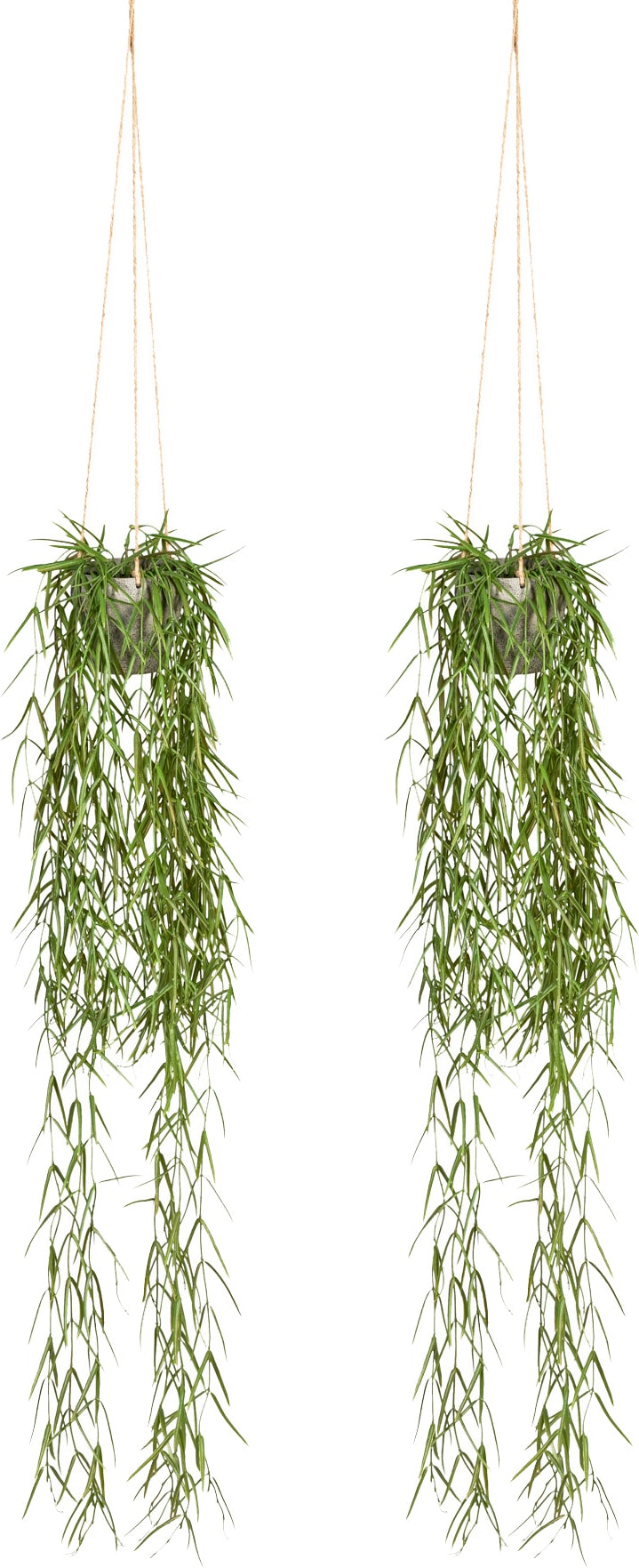 CREATIV green künstliche Pflanze Tillandsia aeranthos, ca 90cm grün, im Hängetopf 9x9cm, 2er Set