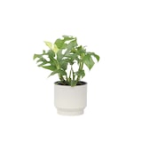 thumbnail of Monstera Minima - Tetrasperma Rhaphidophora Hoogte 20-30cm