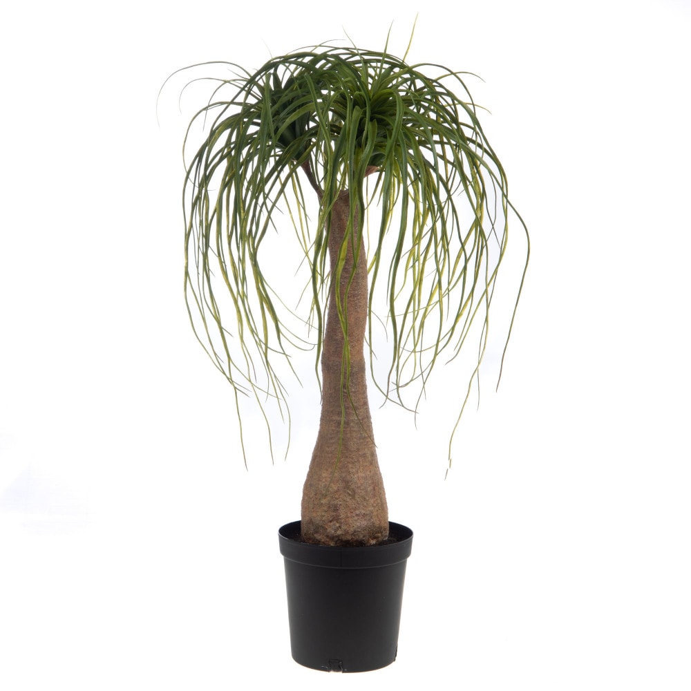Baucarnea Nolina im Topf 90 cm - Grün Rund Papier Lou De Castellane