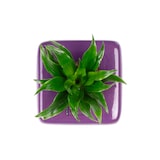 thumbnail of Box 1 - violett - 16x16 cm