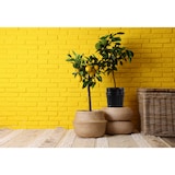 thumbnail of Jinfa kleiner Mülleimer mit deckel vintage Komposteimer Küche Metall retro Oscar Tonne Metalleimer schwarz klein Ø 21,5 cm - 7L