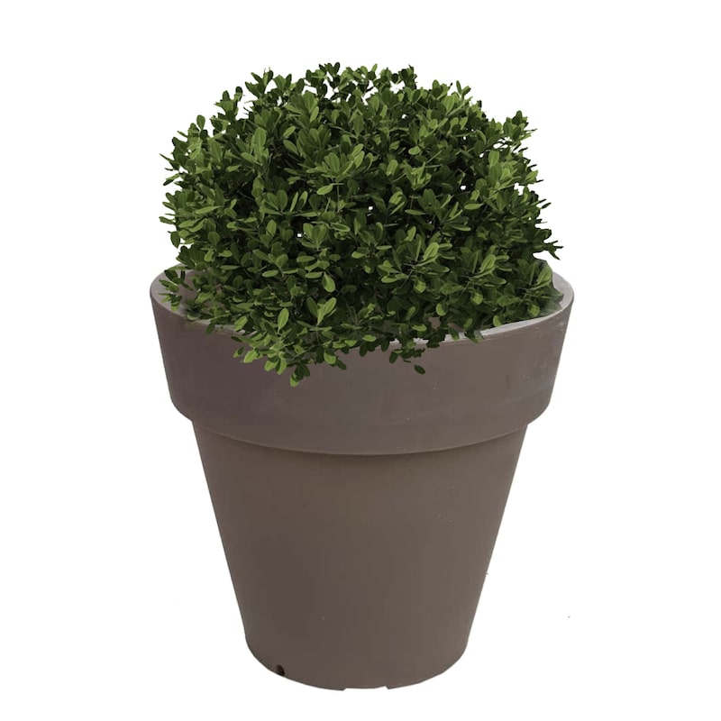 mobile_image