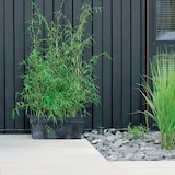 thumbnail of Prosperplast - CUBE CASE BETON EFFECT 8L Blumentopf - 39,2x18,2x16cm in Betongrau farbe
