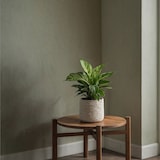 thumbnail of Plantes d'interieur - Mélange de 3 Hauteur 25-40cm