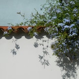 thumbnail of Bleiwurz - Plumbago auriculata 3er Set Höhe 25-40cm