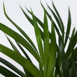 thumbnail of Dypsis Lutescens - Areca - Goudpalm - Kamerplant - Pot 21cm - Hoogte 100-120cm