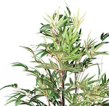 thumbnail of CREATIV green künstliche Pflanze Bambus chinese wonder,ca 190cm