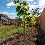 thumbnail of Plants de Raisin- Vitis vinifera Chardonnay Set de 3 Hauteur 25-40cm