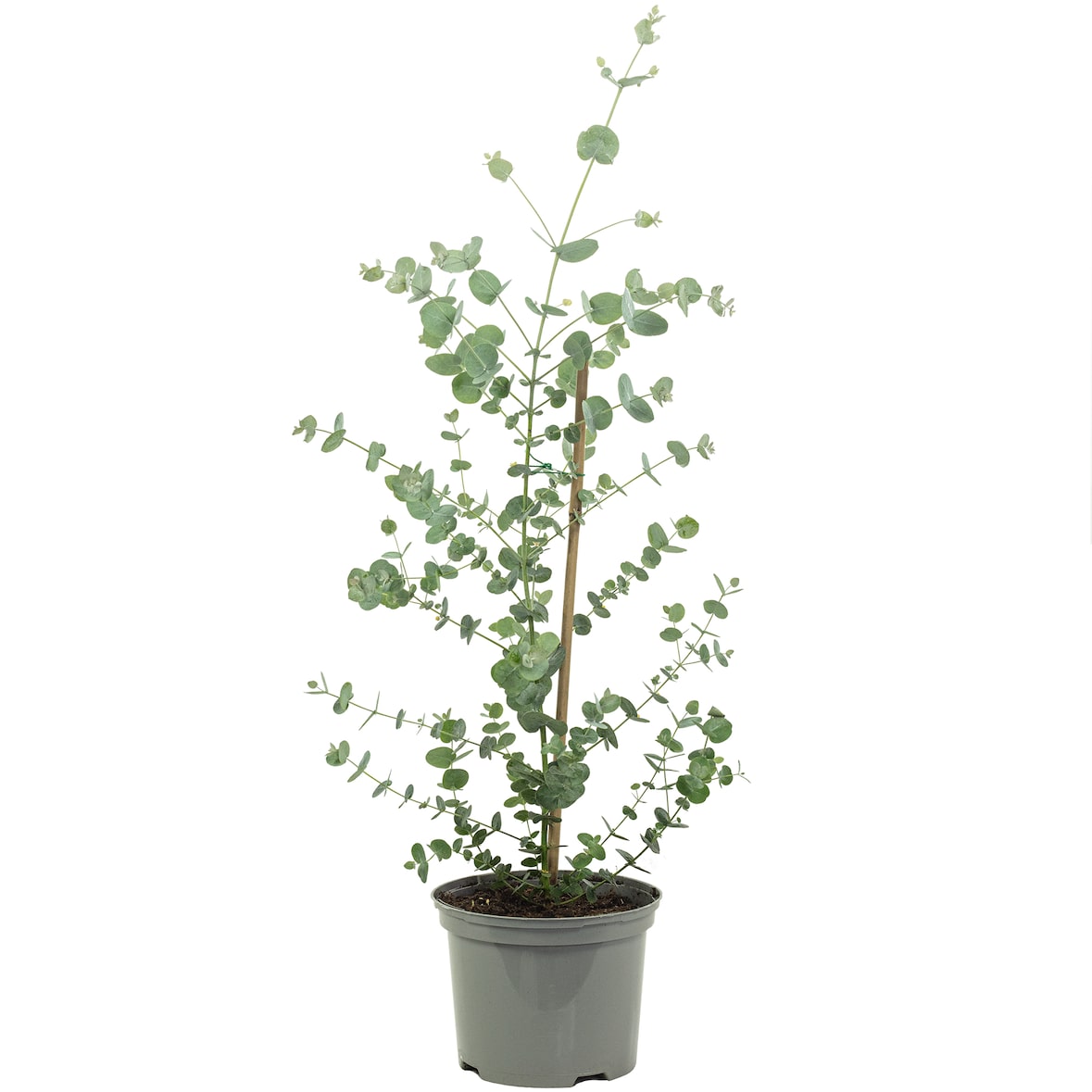 Eukalyptus - Eucalyptus gunnii 'Blue Ice' Mix - Höhe ca. 50 cm, Topf-Ø 16 cm