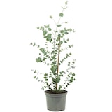 thumbnail of Eukalyptus - Eucalyptus gunnii 'Blue Ice' Mix - Höhe ca. 50 cm, Topf-Ø 16 cm