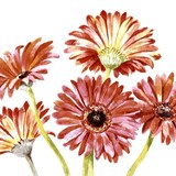 thumbnail of 240 Duni Tissue-Servietten 33 x 33 cm Gerbera Art 3-lagig