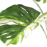 thumbnail of CREATIV green künstliche Pflanze Monstera deliciosa variegata, 160cm