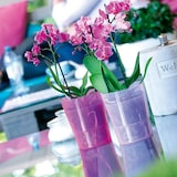 thumbnail of Prosperplast - Coubi Orchideen Pflanztopf Transparent 1,1L, Maße 125x125x147mm