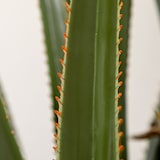 thumbnail of HOMCOM planta artificial de yuca en maceta 190 cm planta falsa con 39 hojas realistas para decoración en hogar salón oficina jardín Ø17x190 cm verde
