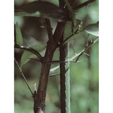 thumbnail of Tutores de Acero Plastificado para Plantas | Estacas de plantas | Ideal para el cuidado de plantas y árboles -