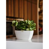 thumbnail of Jardinera rectangular de plástico brillante Teraplast Sunrise cm 36 - Azul vaquero