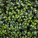 thumbnail of Rollo Jardin Vertical Boj 100 X 100