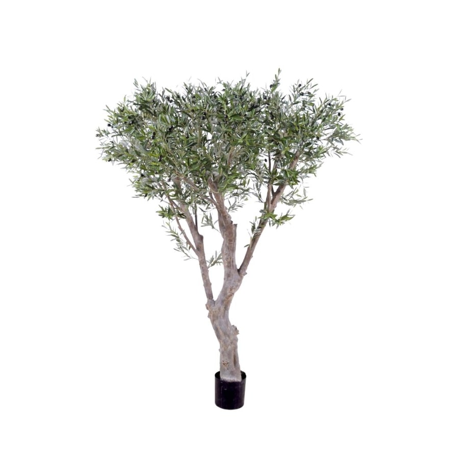 VERT ESPACE olivier geant 185 cm
