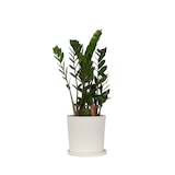 thumbnail of Glücksfeder - Zamioculcas Zamiifolia Höhe 55-65cm